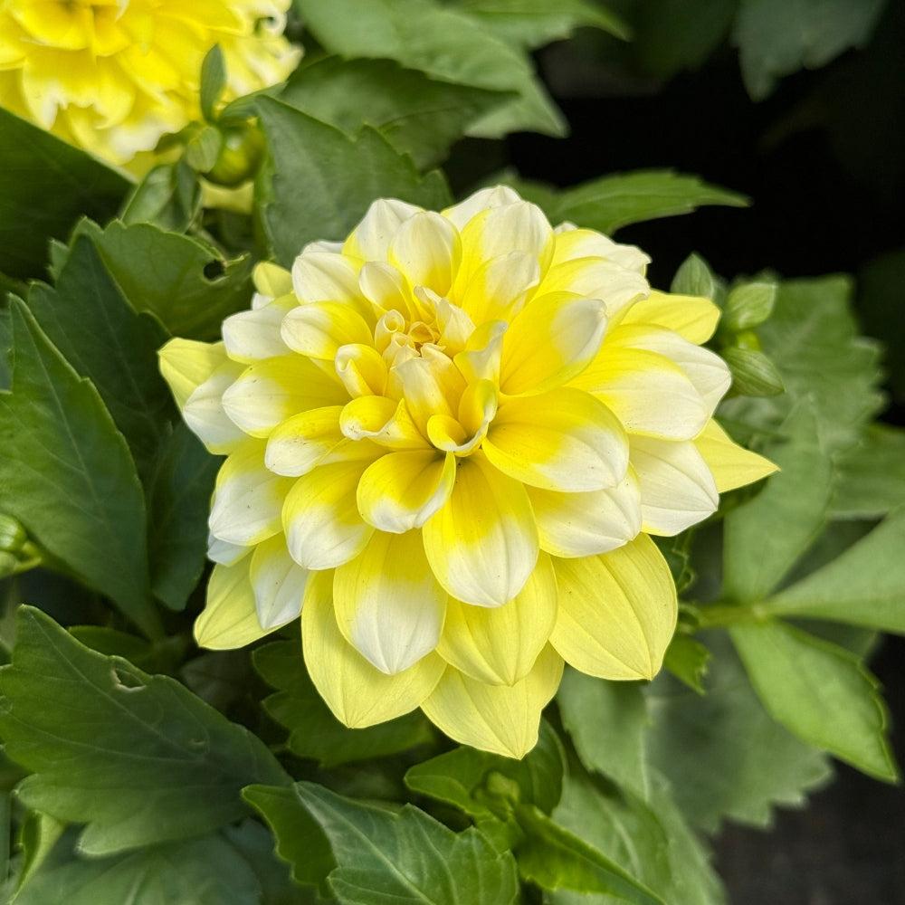 Dahlia 'Imagine Mini Bicolour Yellow' (Imagine Mini Bicolour Yellow Dahlia)