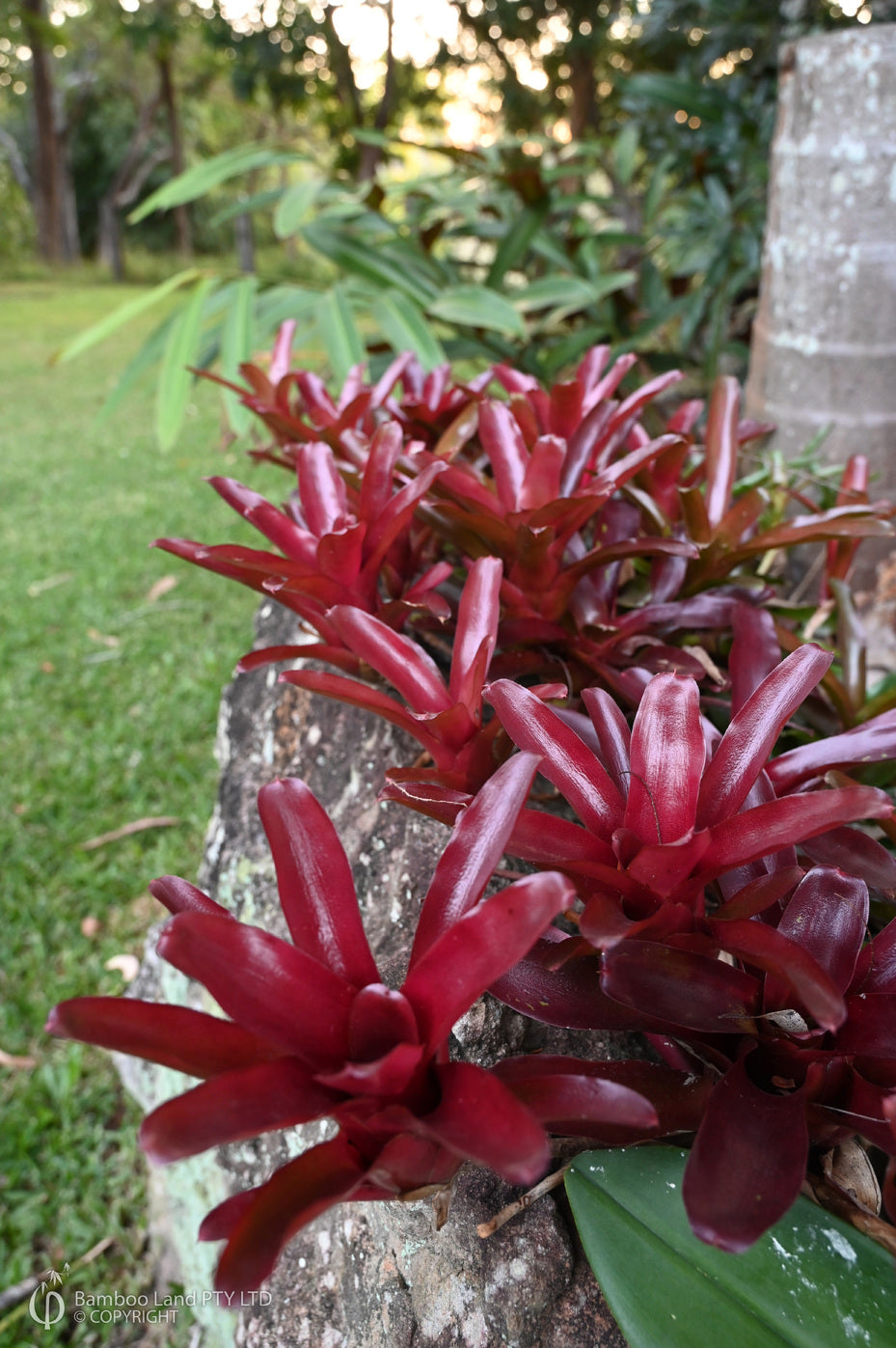 Neoregelia 'Fireball' (Fireball Bromeliad) – Hanging Basket