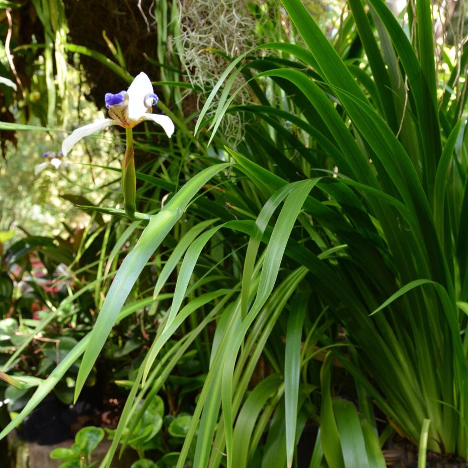 Neomarica Gracilis (Walking Iris)