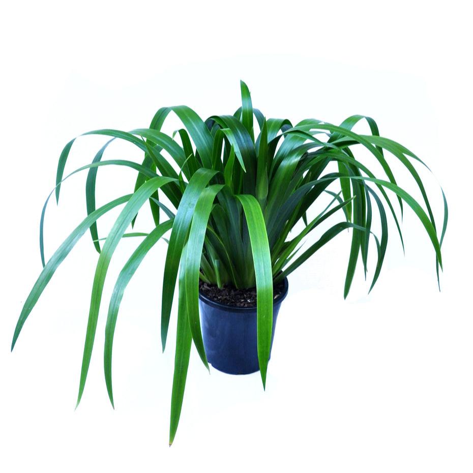 Neomarica Gracilis (Walking Iris)