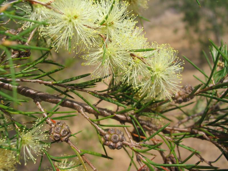 Melaleuca Nodosa (Knobby Honey Myrtle)