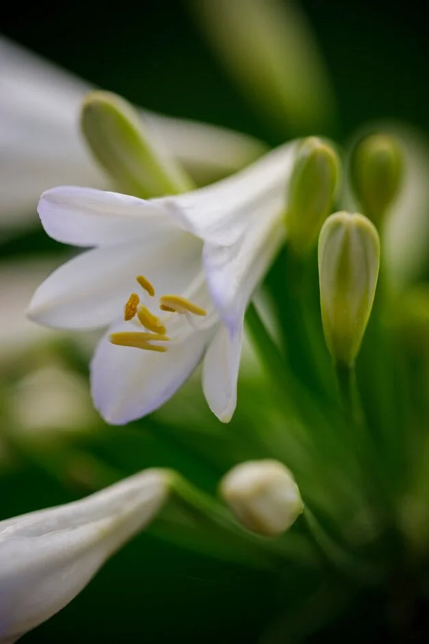 Agapanthus ‘Silver Baby’ (Silver Baby Lily of the Nile)