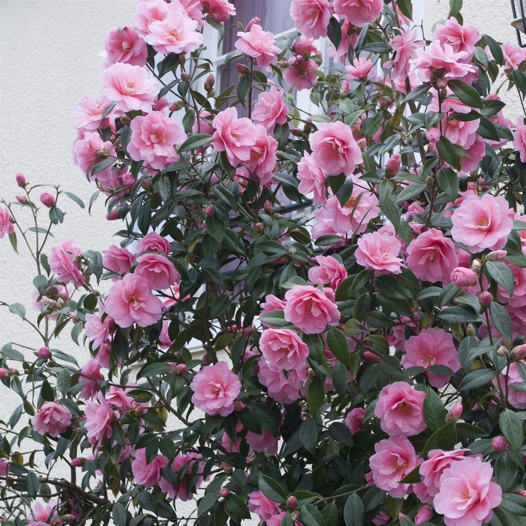 Camellia Floribunda (Pinktastic Camellia)