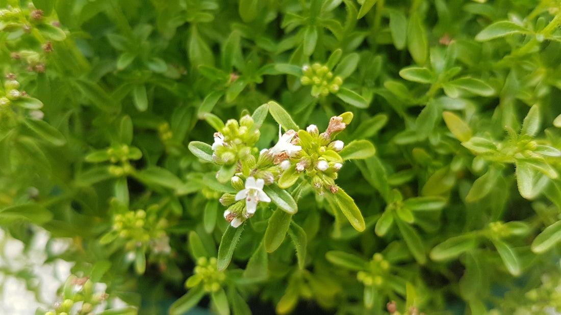 Mentha Satureioides (Bush Mint)