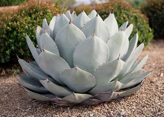 Agave parryi (Parry’s Agave)