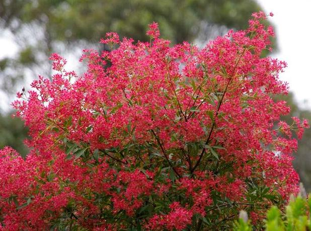 Ceratopetalum gummiferum 'Shiraz' (Shiraz NSW Christmas Bush)