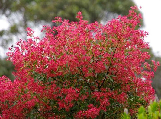 Ceratopetalum gummiferum 'Shiraz' (Shiraz NSW Christmas Bush)
