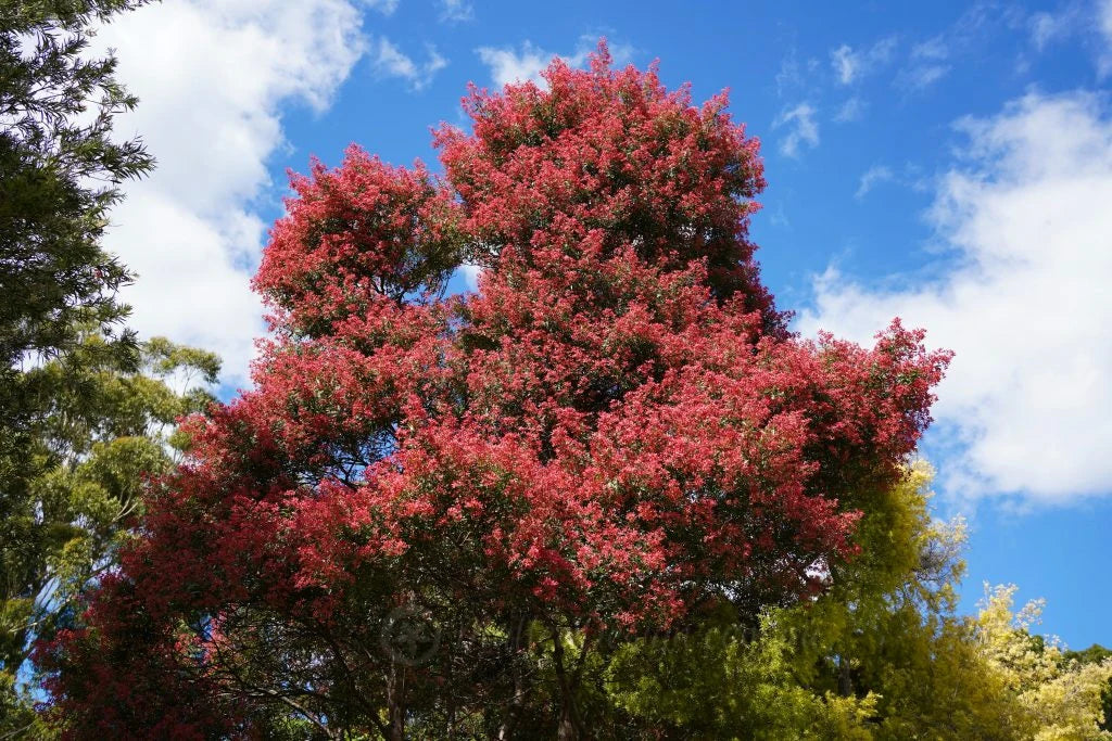 Ceratopetalum gummiferum 'Shiraz' (Shiraz NSW Christmas Bush)