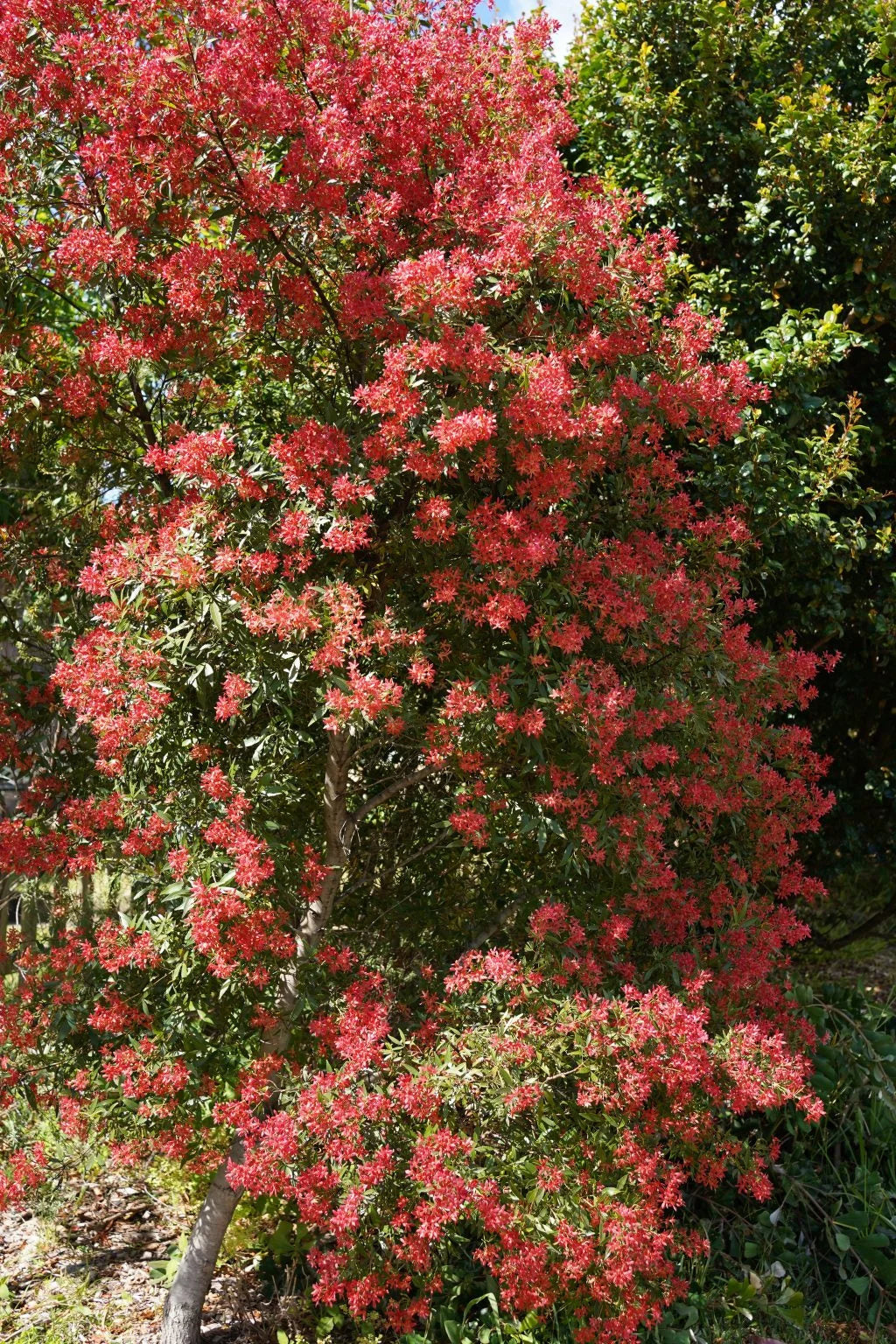Ceratopetalum gummiferum 'Shiraz' (Shiraz NSW Christmas Bush)