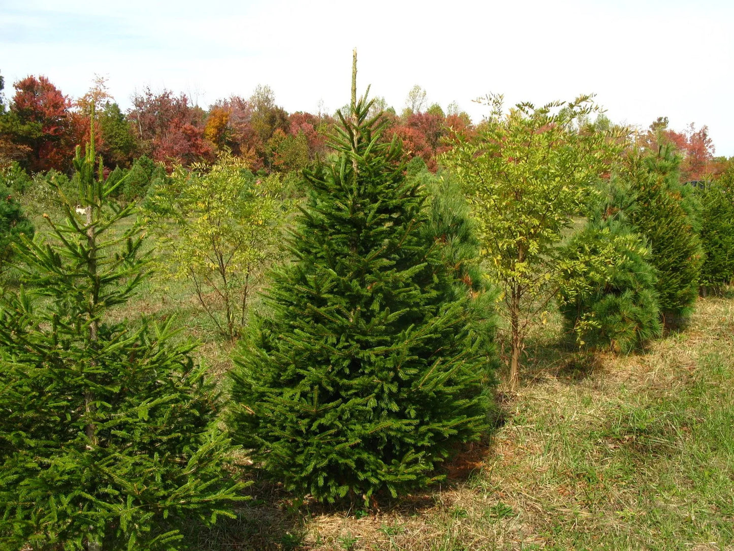 Picea Abies (Norway Spruce)