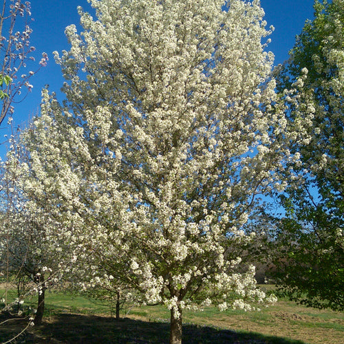 Pyrus × triploida ‘Chastity’ (JFS-NCPX2)