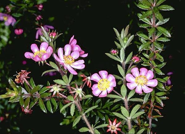 Bauera Rubioides ‘Balfour Candy’ (Balfour Candy River Rose)