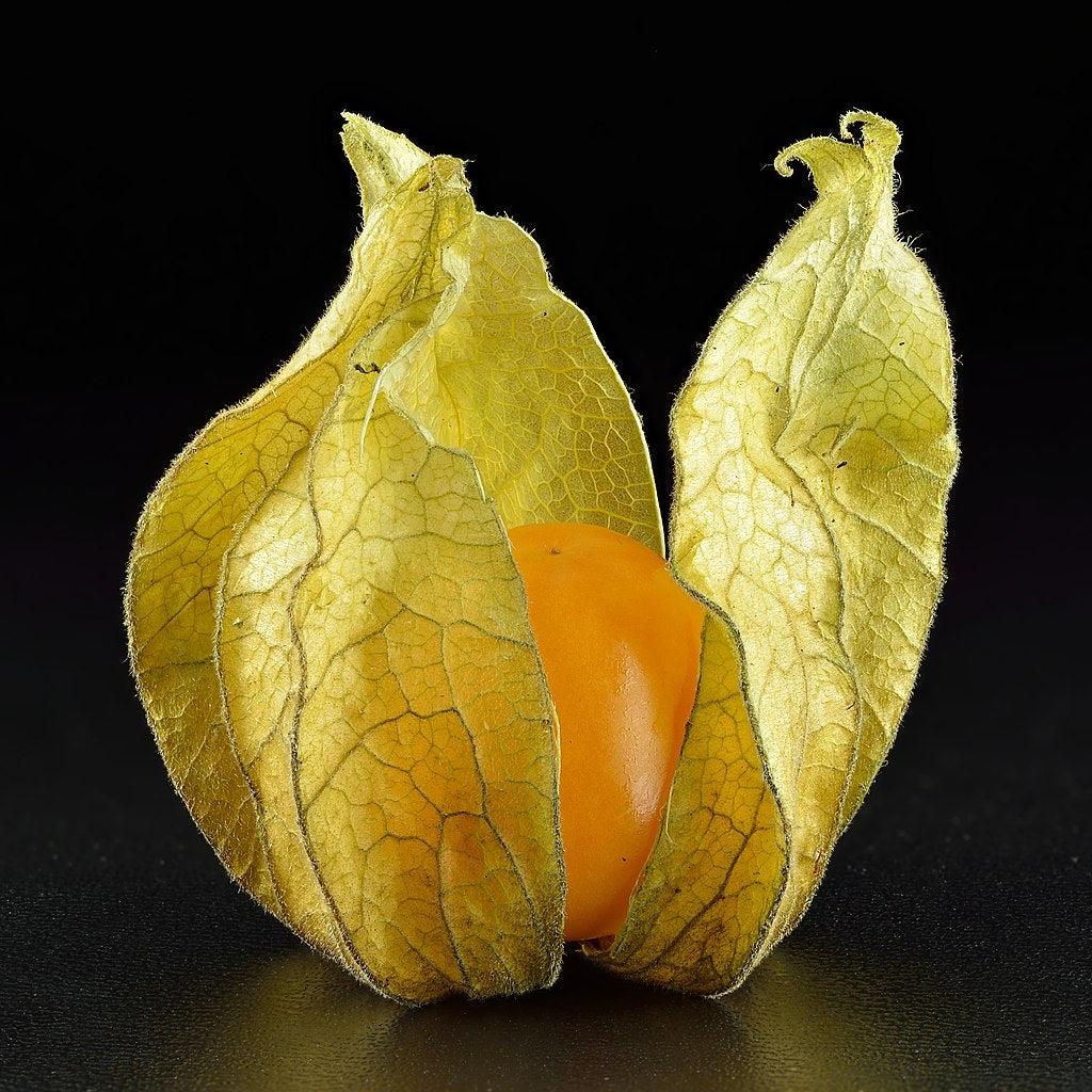 Physalis Peruviana 'Golden Nugget' (Golden Nugget Cape Gooseberry)
