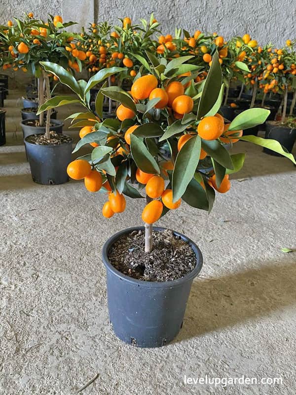 Citrus japonica ‘Nagami’ (Kumquat) – Grafted