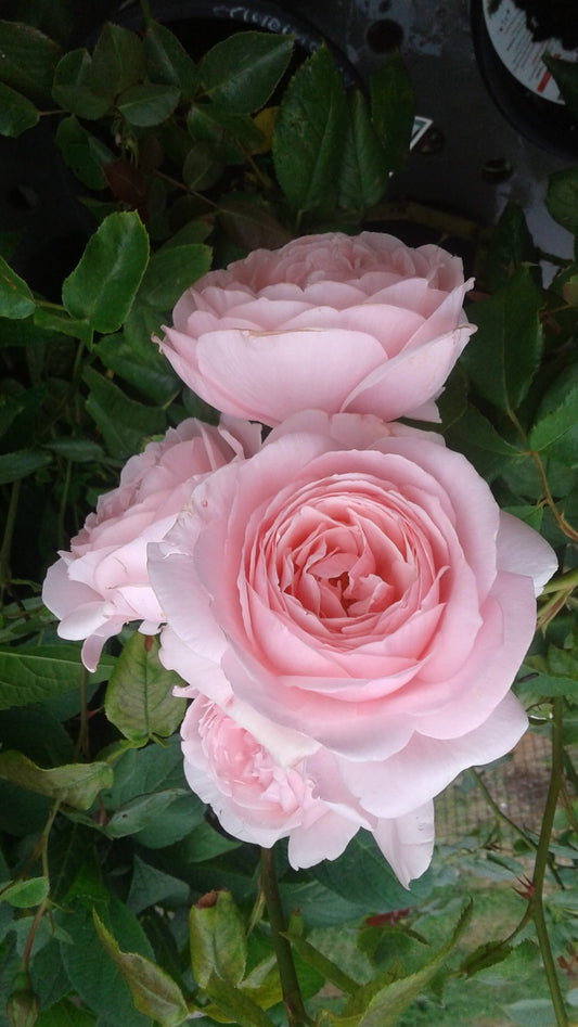 Rosa 'Nahema' (Nahema Climbing Rose)
