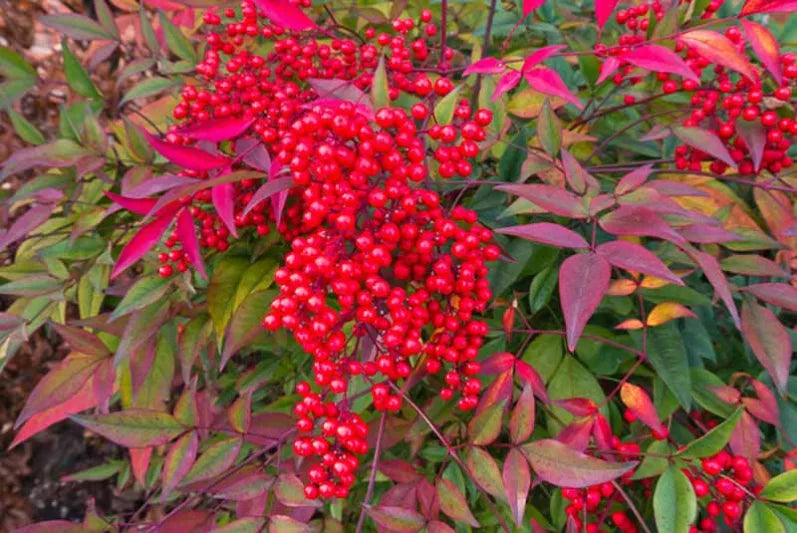 Nandina domestica ‘Nana’ (Dwarf Heavenly Bamboo)
