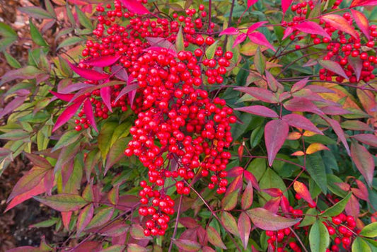 Nandina domestica (Sacred Bamboo)