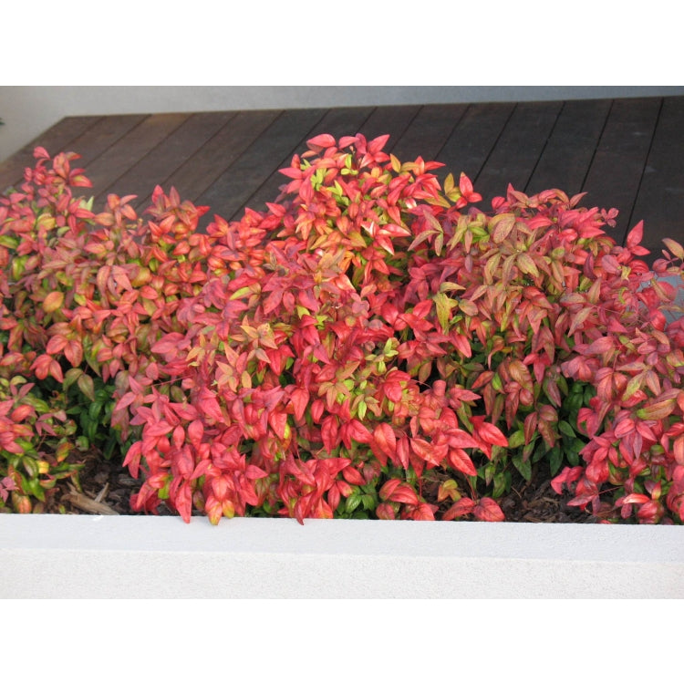 Nandina domestica 'Nana' (Dwarf Sacred Bamboo) showcasing bright red leaves, adding vibrant colour to a timber deck.