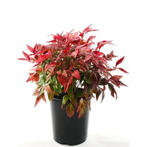 Nandina domestica 'Nana' (Dwarf Sacred Bamboo) in a pot, ready for sale at Nursery Warehouse.