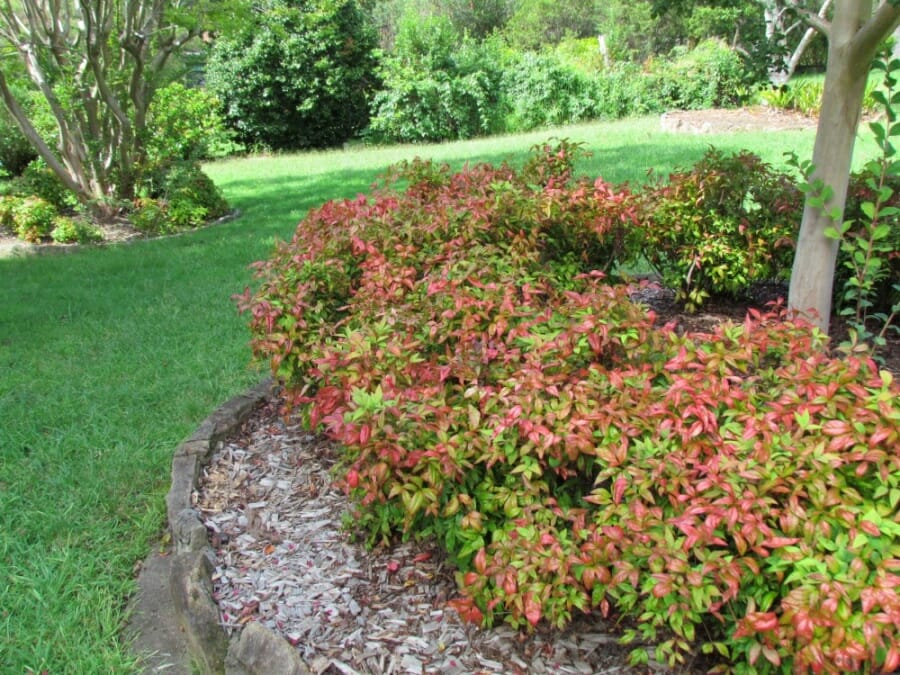 Nandina domestica 'Nana' (Dwarf Sacred Bamboo) used as a hedge with green and red leaves surrounding a feature tree in a garden.