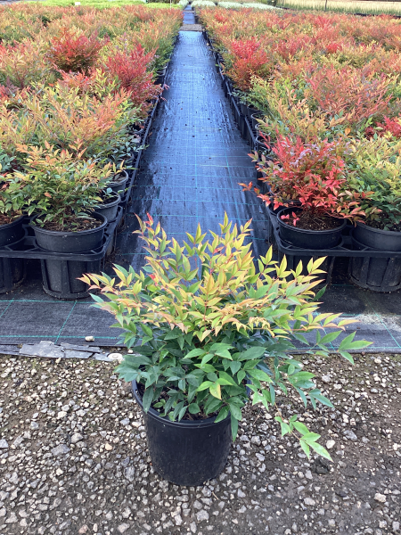 Nandina Domestica ‘Gulf Stream’ (Gulf Stream Heavenly Bamboo)