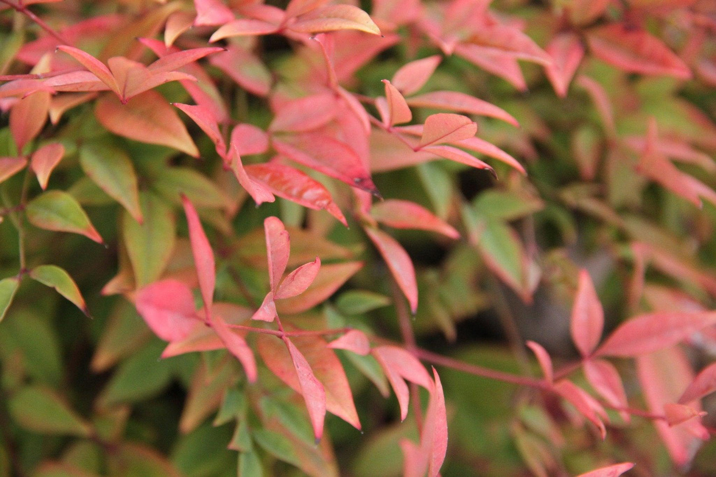 Nandina Domestica ‘Nana’ (Dwarf Heavenly Bamboo)