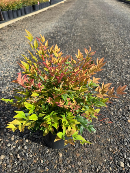 Nandina Domestica ‘Gulf Stream’ (Gulf Stream Heavenly Bamboo Topiary Balls)