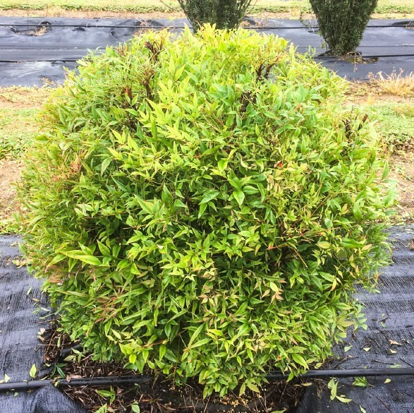 Nandina Domestica ‘Gulf Stream’ (Gulf Stream Heavenly Bamboo)