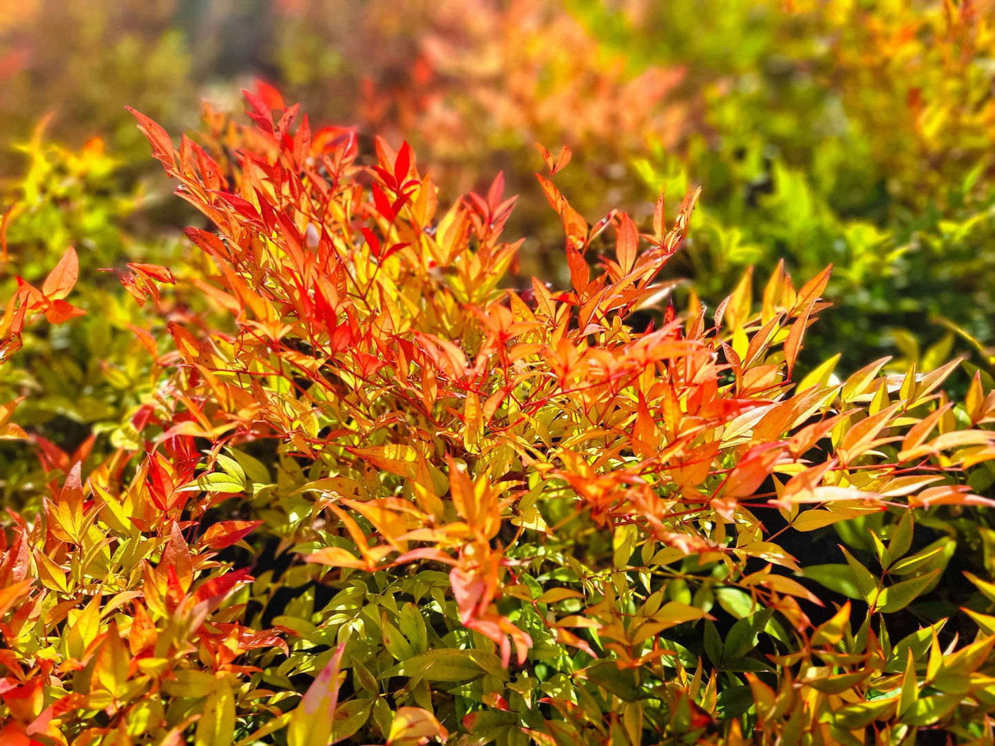 Nandina domestica ‘Moon Bay’ (Heavenly Bamboo)
