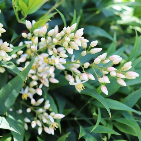 Nandina domestica ‘Moon Bay’ (Heavenly Bamboo)