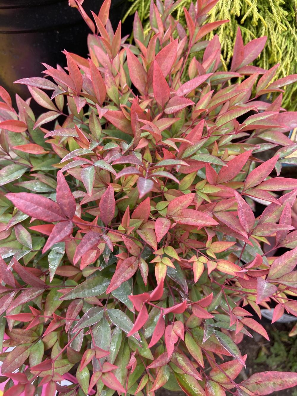 Nandina domestica ‘Moon Bay’ (Heavenly Bamboo)