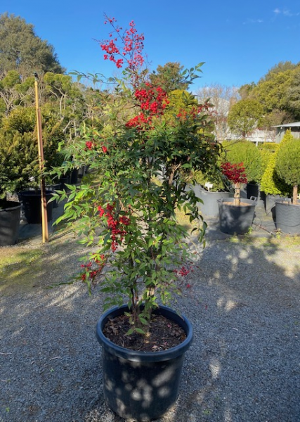 Nandina domestica (Sacred Bamboo)