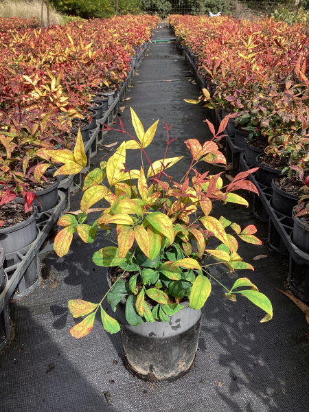 Nandina Domestica ‘Nana’ (Dwarf Heavenly Bamboo)