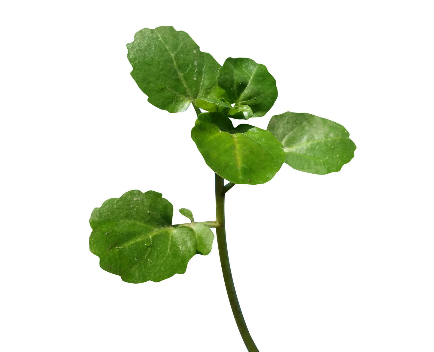 Nasturtium Officinale (Water Cress)