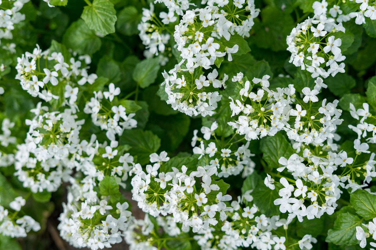Nasturtium Officinale (Water Cress)