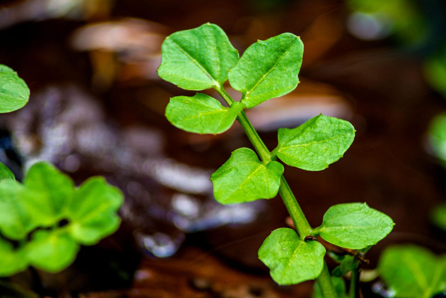 Nasturtium Officinale (Water Cress)