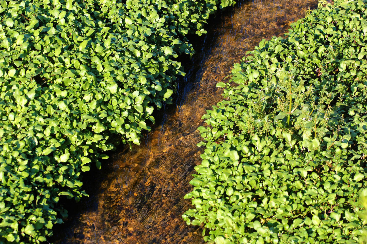 Nasturtium Officinale (Water Cress)