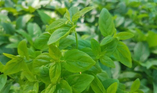 Mentha Australis (River Mint)