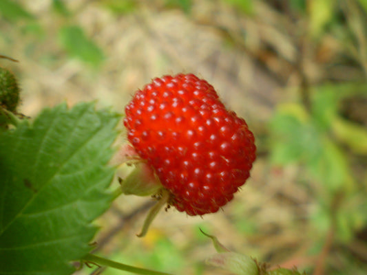 Rubus Probus (Native Raspberry)