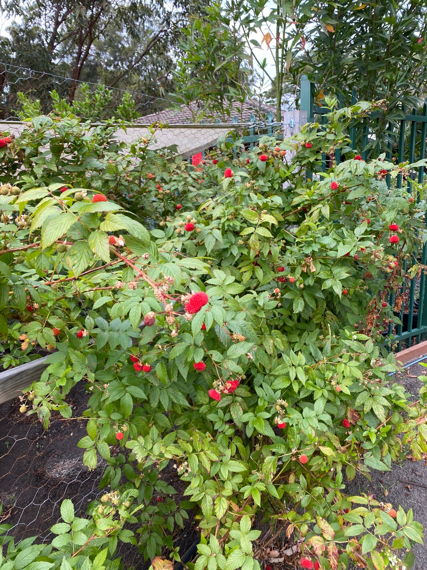 Rubus Probus (Native Raspberry)