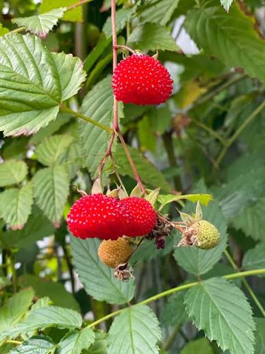 Rubus Probus (Native Raspberry)