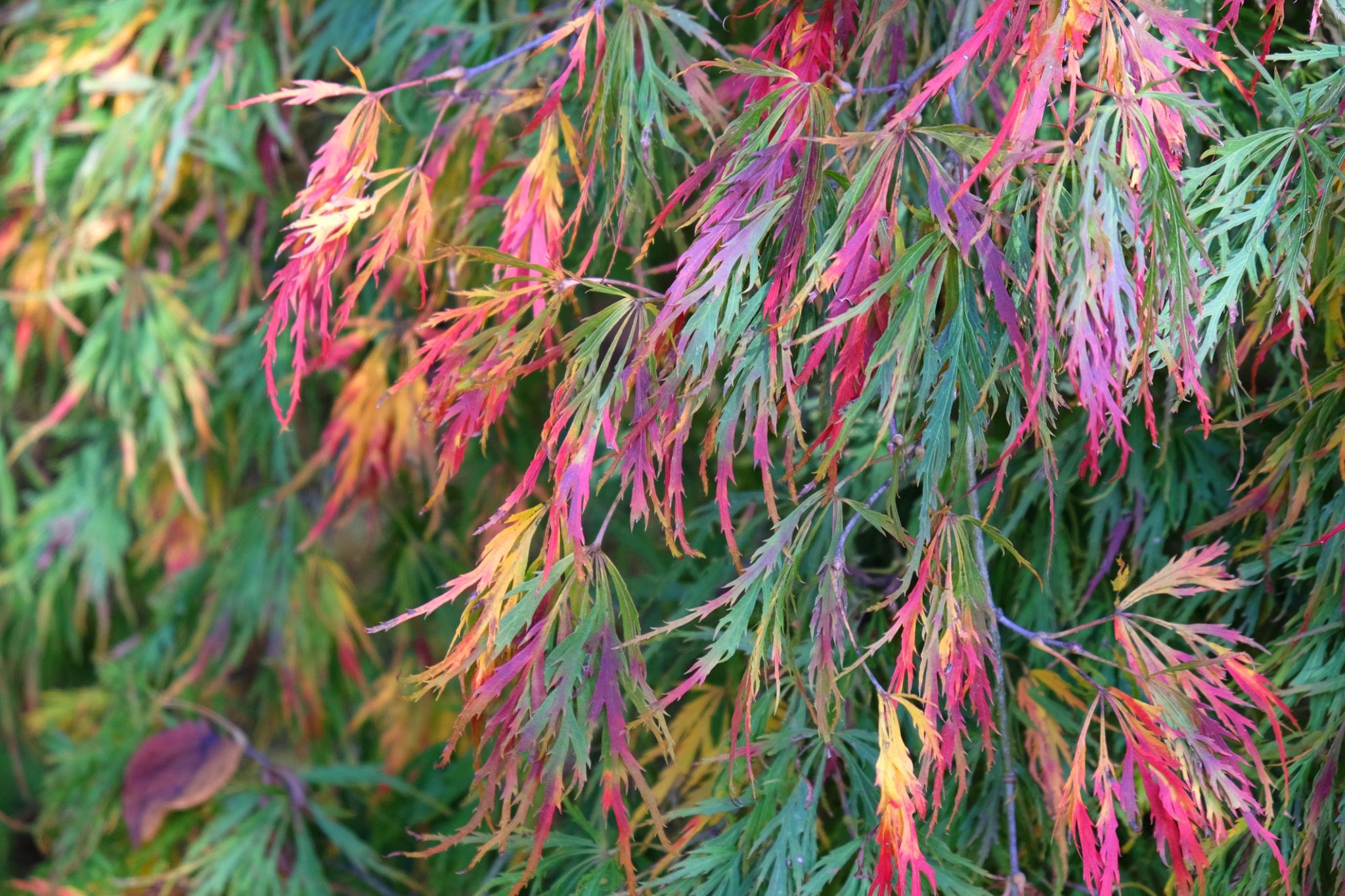 Acer Palmatum ‘Nishiki Fountain’ (Nishiki Fountain Japanese Maple)