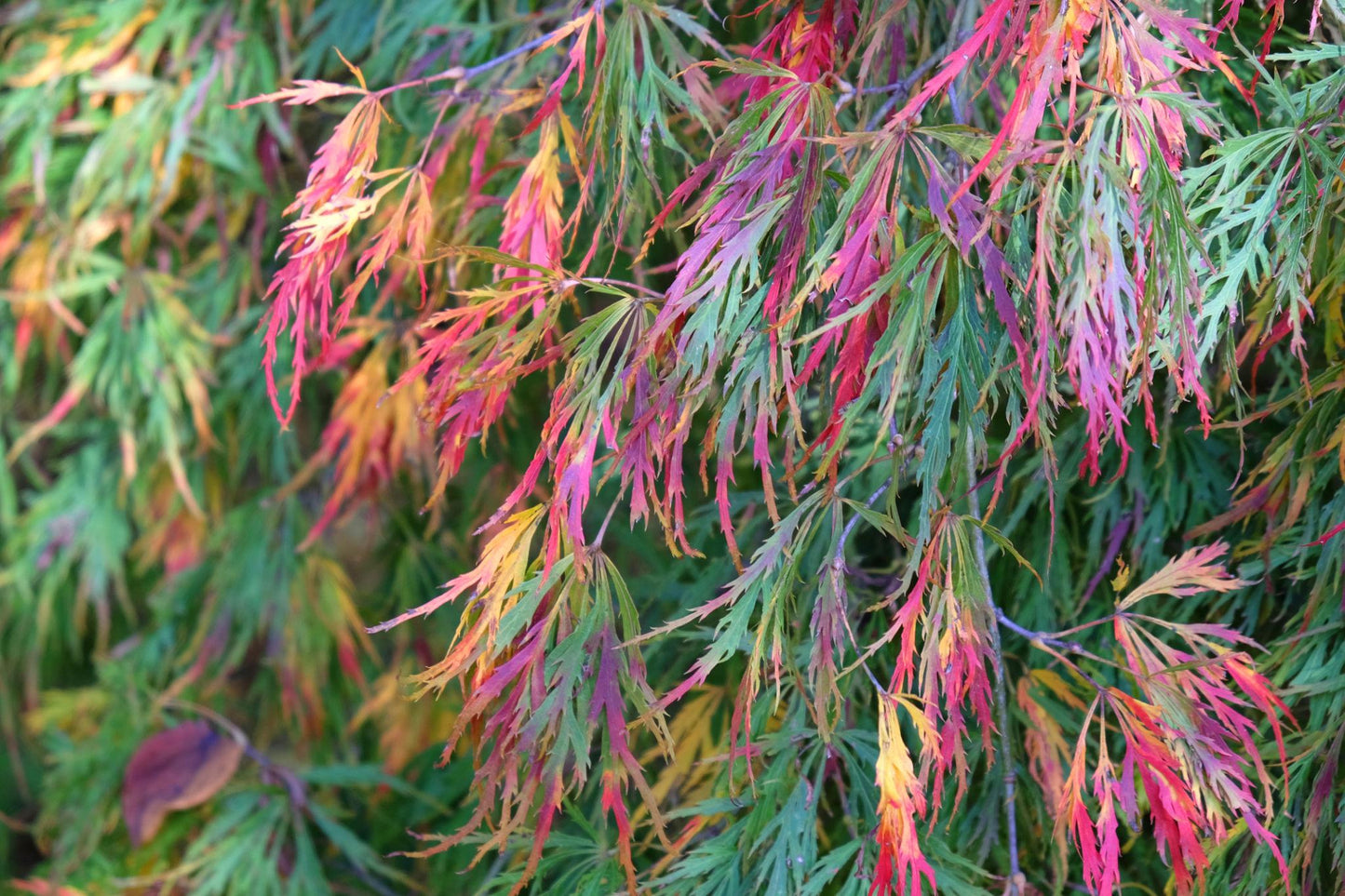 Acer Palmatum ‘Nishiki Fountain’ (Nishiki Fountain Japanese Maple)