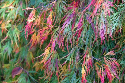 Acer Palmatum ‘Nishiki Fountain’ (Nishiki Fountain Japanese Maple)