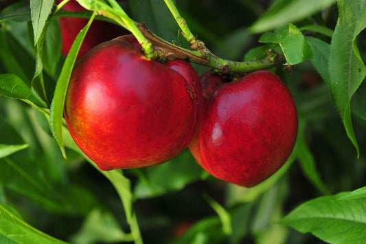 Prunus Persica var. Nucipersica 'Nectared' (Dwarf Nectared Nectarine)