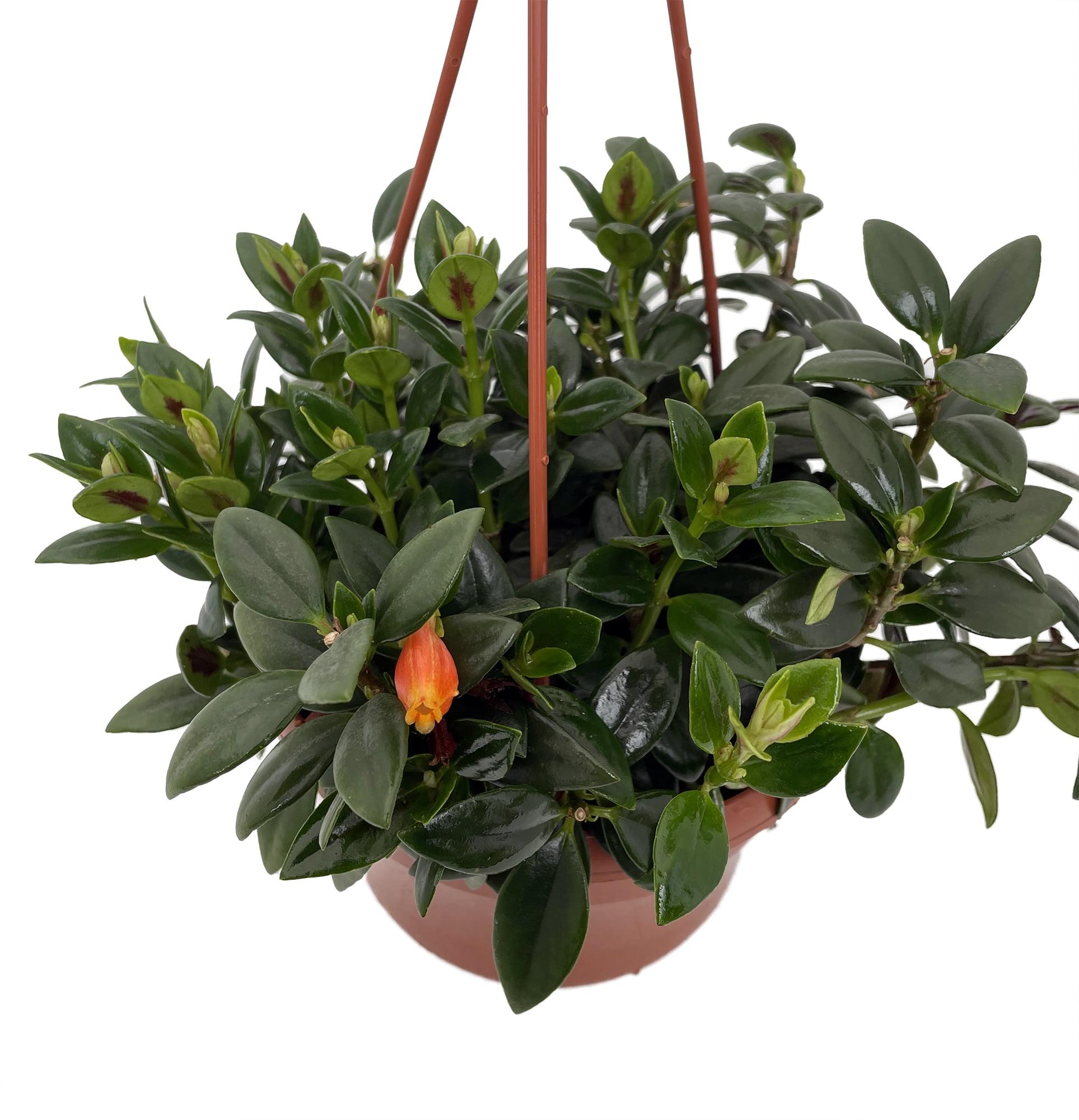 Nematanthus Gregarius (Goldfish Plant) - Hanging baskets