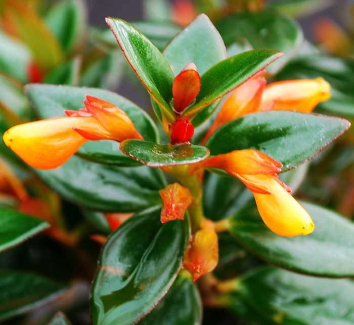 Nematanthus Gregarius (Goldfish Plant) - Hanging baskets