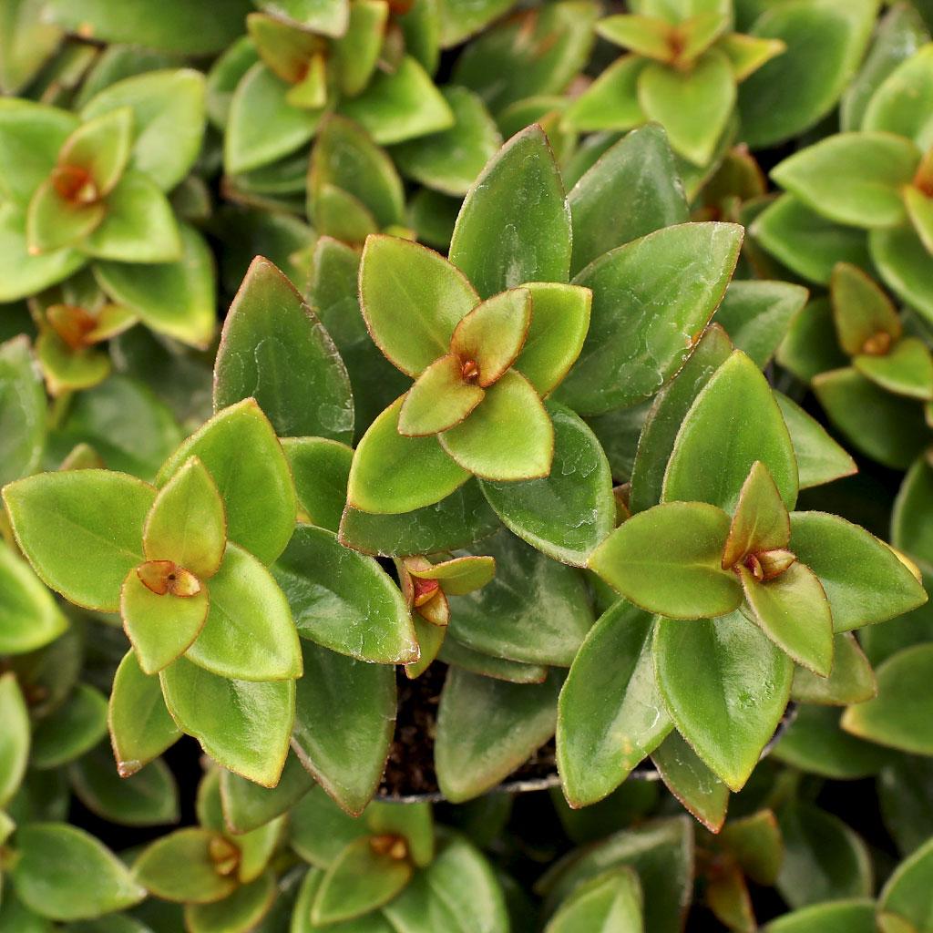 Nematanthus Gregarius (Goldfish Plant) - Hanging baskets