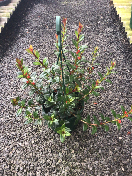 Nematanthus ‘Amazon Sao Paulo’ (Goldfish Plant)