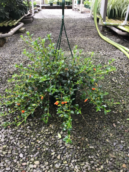 Nematanthus Gregarius (Goldfish Plant) - Hanging baskets